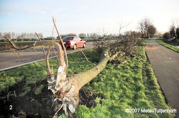 gevelde boom langs de hartweg